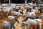 FG to review national livestock plan to resolve heightened misunderstanding?between farmers and herders